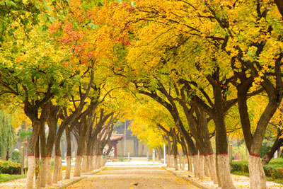 火工大秋景
